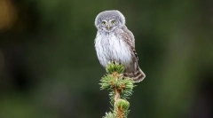Vrabec owl